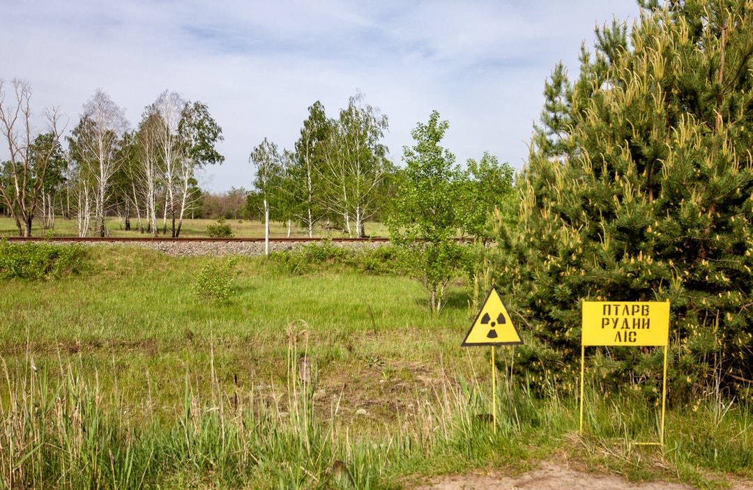 Nükleer Kaza Sonrasında Çernobil’deki Hayvanlar Radyasyondan Nasıl Etkilendi?  6