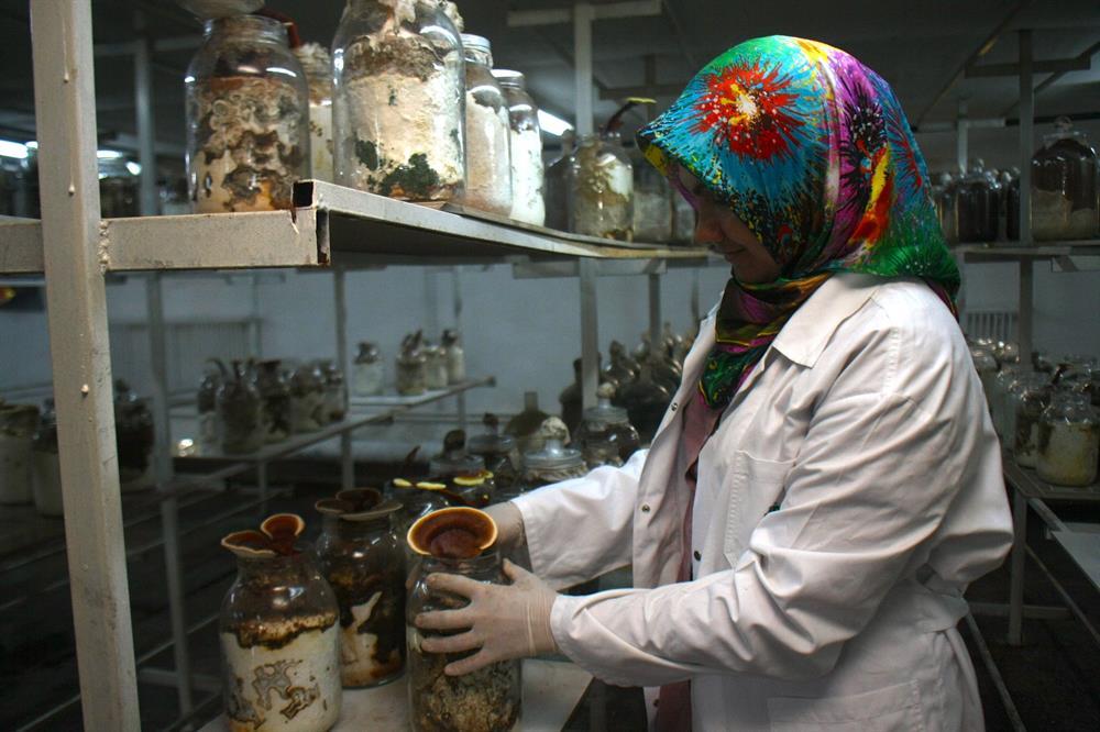 Meşe Kütüğünde Ölümsüzlük Mantarı Üreten Kadın Girişimci: Reyhan İşcan 54h09s - Meşe Kütüğünde Ölümsüzlük Mantarı Üreten Kadın Girişimci: Reyhan İşcan