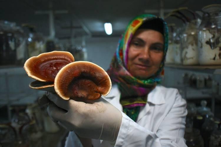 Meşe Kütüğünde Ölümsüzlük Mantarı Üreten Kadın Girişimci: Reyhan İşcan j4z3co - Meşe Kütüğünde Ölümsüzlük Mantarı Üreten Kadın Girişimci: Reyhan İşcan