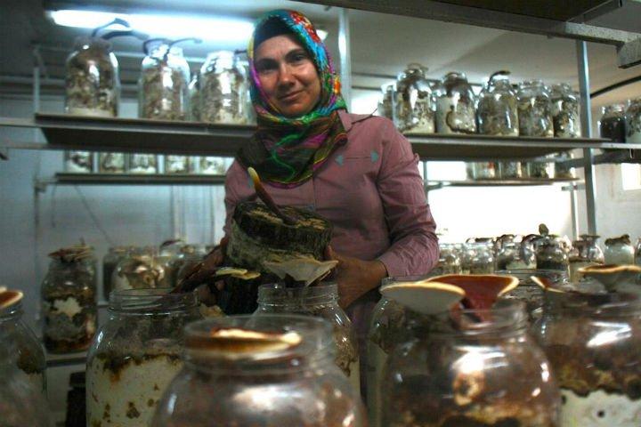 Meşe Kütüğünde Ölümsüzlük Mantarı Üreten Kadın Girişimci: Reyhan İşcan ptrg23 - Meşe Kütüğünde Ölümsüzlük Mantarı Üreten Kadın Girişimci: Reyhan İşcan