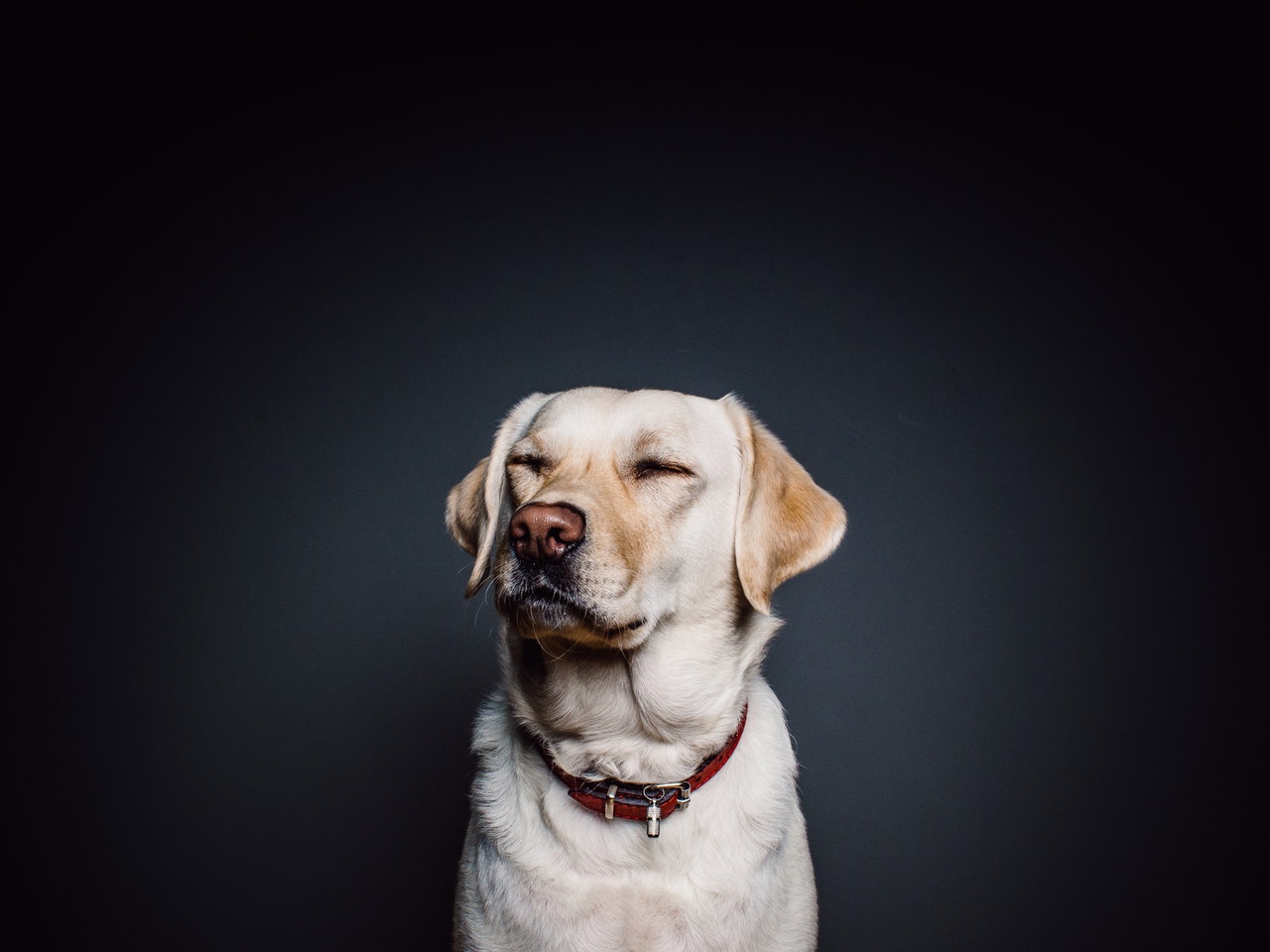 Bilim Onayladı: Köpekler Kötü İnsanları Tanıyabiliyor 4