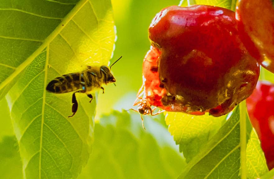 Dünya Üzerindeki Tüm Arıların Yok Olmasıyla İnsanlığın Yüzleşeceği 10 Gerçek 1