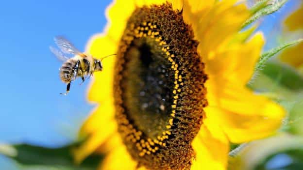 Dünya Üzerindeki Tüm Arıların Yok Olmasıyla İnsanlığın Yüzleşeceği 10 Gerçek 11
