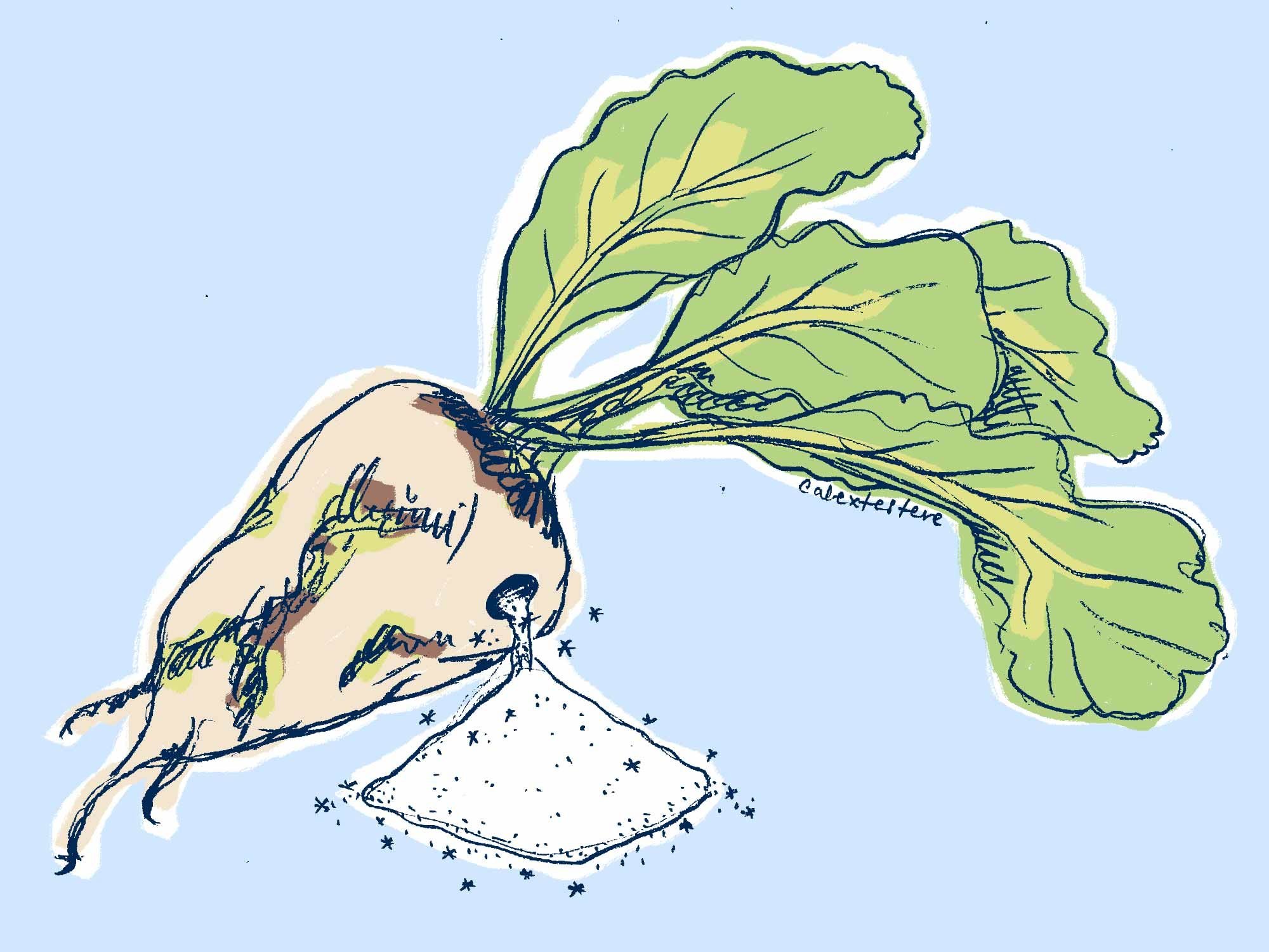 Sugar Beet