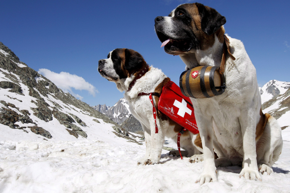 when were search and rescue dogs first used