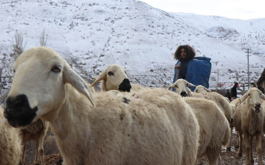 Şehirden Köye Göç Edip Çobanlığı Seçen Üniversite Mezunu Bir Genç: Duran Bircan  3