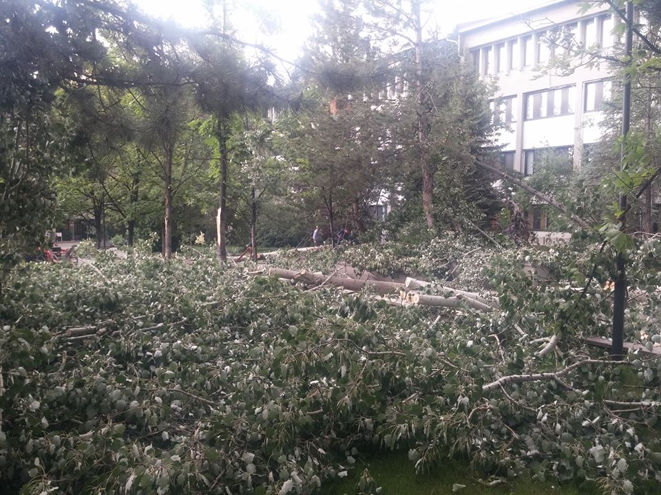 Bilkent'te ki Ağaç Katliamı 2