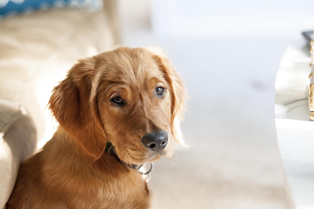 Araştırmacılara Göre Köpeğinizi Kaybetmek Sevdiğiniz Bir İnsanı Kaybetmek Kadar Acı Verici Olabilir 7