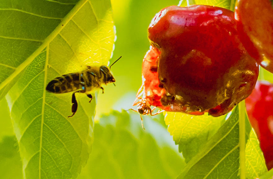 Dünya Üzerindeki Tüm Arıların Yok Olmasıyla İnsanlığın Yüzleşeceği 10 Gerçek