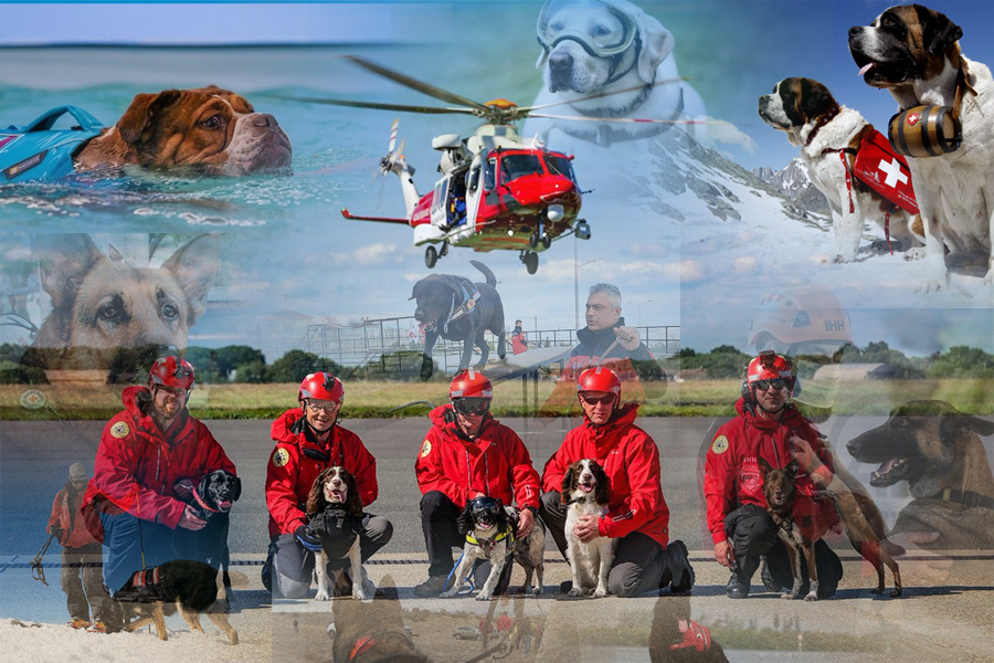 Our Life-Saving Friends: Stories of Search and Rescue Dogs That Made History