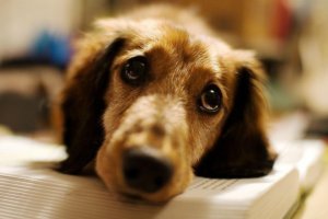 İlginç Ama Gerçek: Köpeklerin Sahip Olduğu Üzgün Bakışlar İnsanların İlgisini Çekmek İçin Evrimleşti