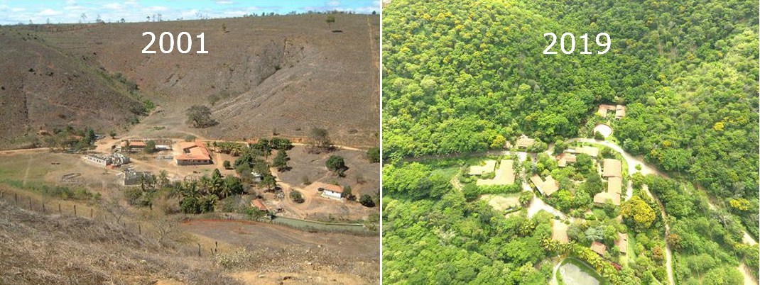 Neredeyse Yok Olacak Ormanı 20 Yıl Boyunca Ağaç Dikerek Yeniden Yaratan Çift 