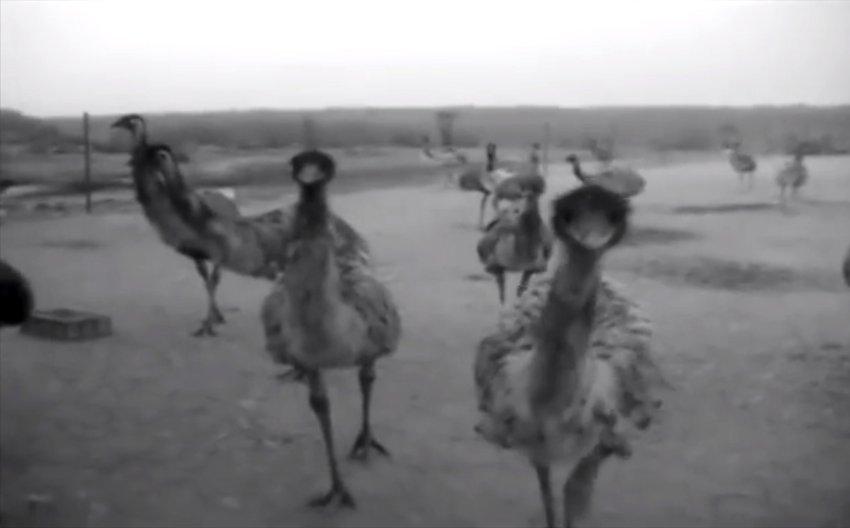 Avustralya Ordusunu 2 Kez Mağlup Eden Düşman: Deve Kuşları