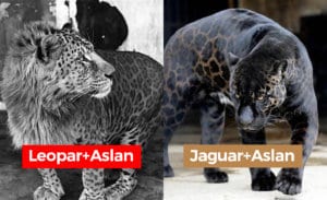 12 Hybrid Animals Born As A Result Of The Mating Of Two Different Animal Species