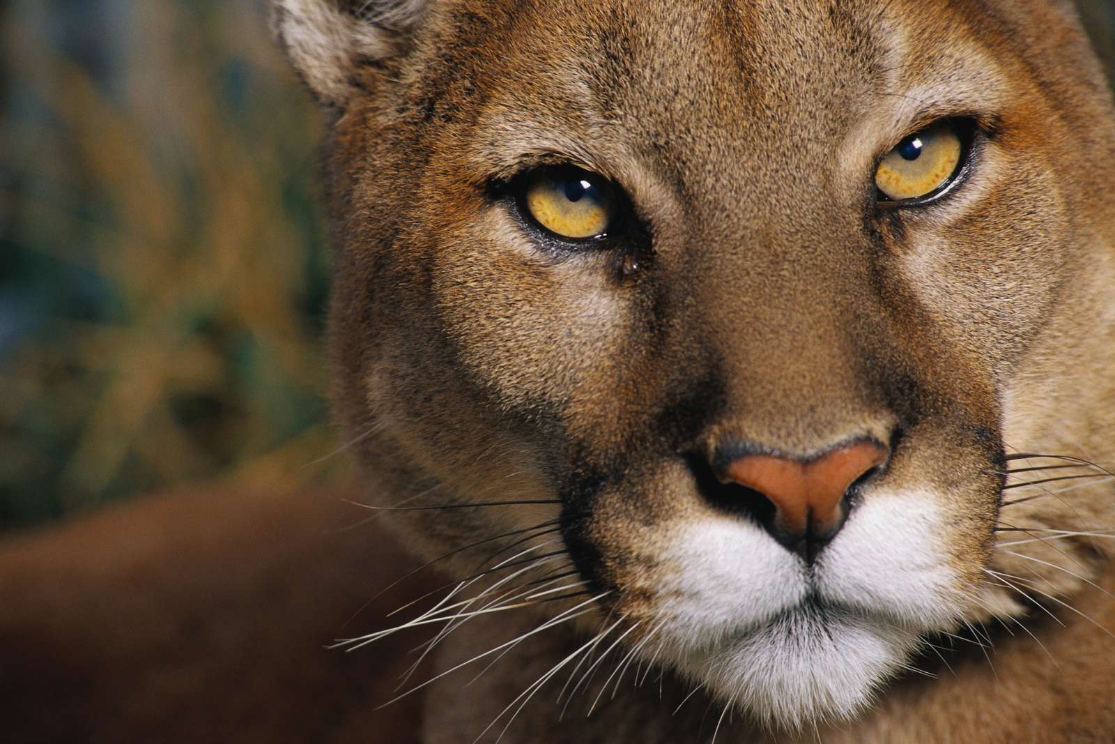 Çoğumuzun Fark Etmeden Düştüğü Psikolojik Hata: Aptal Puma Sendromu
