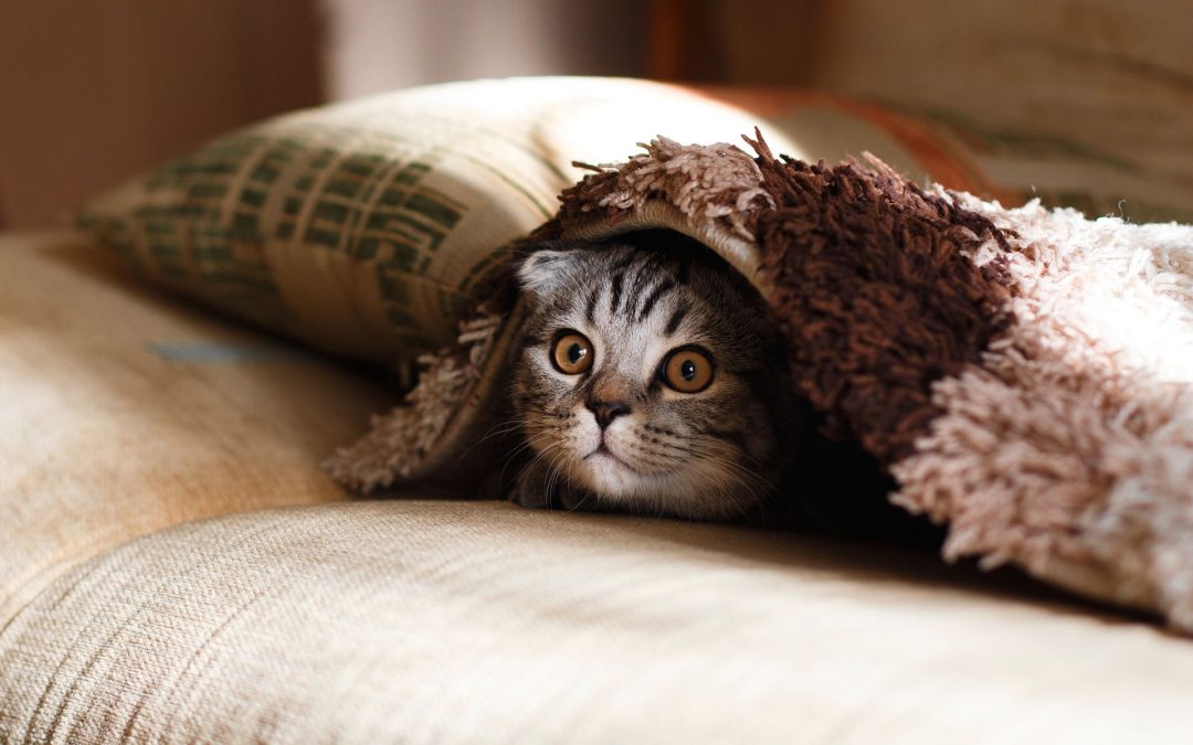 Weird But True: Could Cats Be Influencing Your Entrepreneurship?