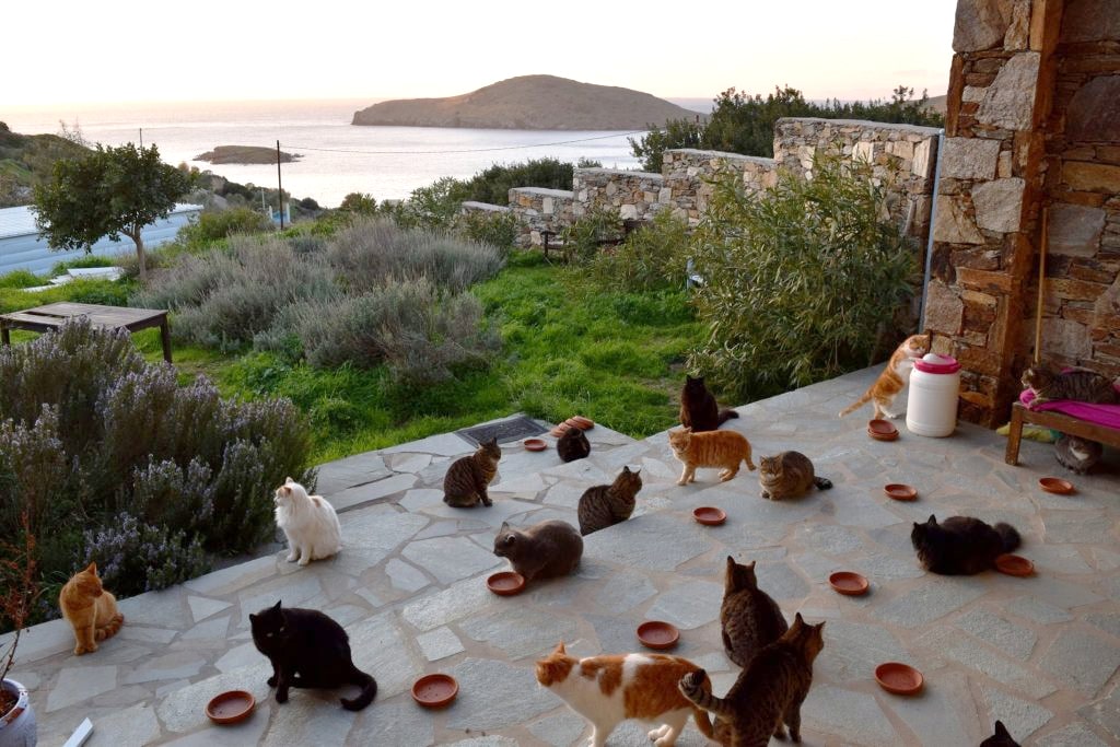 Hayal Gibi İş: Bir Ada Evinde Euro ile Maaş Alıp 55 Kedinin Bakıcılığını Yapmak