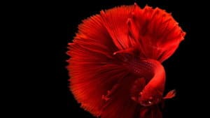 Beta Fish: Easy-to-Care, Stunning Aquarium Beauty