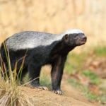 honey badger
