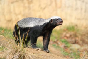 The World’s Most Fearless Animal: 10 Interesting Facts About the Honey Badger
