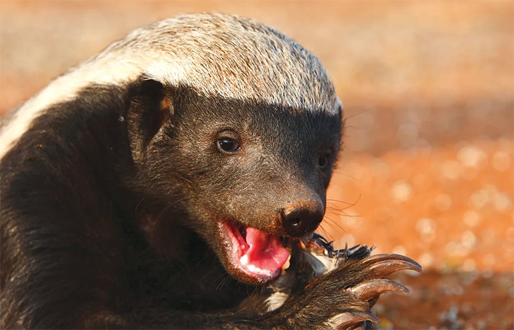 The World's Most Fearless Animal: 10 Interesting Facts About the Honey  Badger