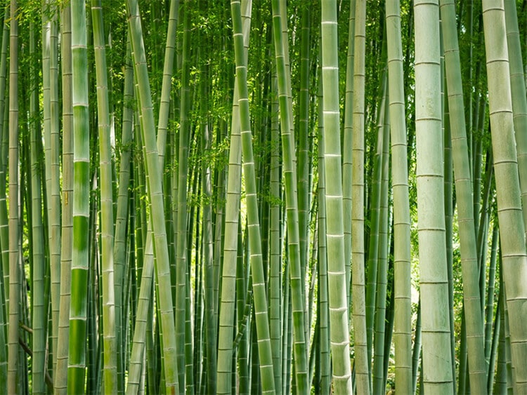 bambu ormanı