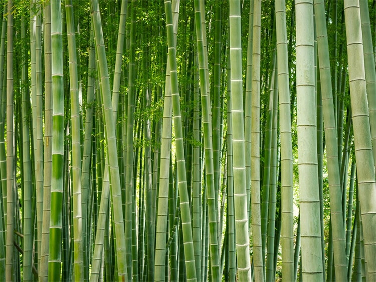 bamboo forest