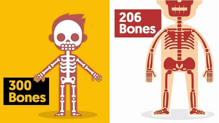 çocuk yetişkin kemik sayısı