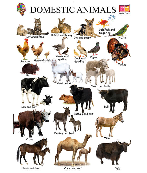 domestic animals