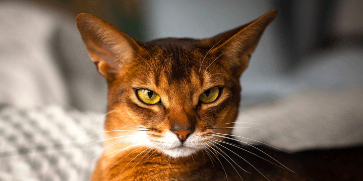 Abyssinian Cat: The Smartest Cat Type