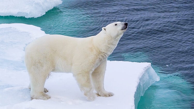 polar bear