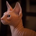 sphinx cat