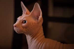 Tips on Sphinx Cat Care and Traits