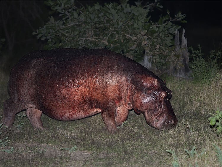 hippo red sweat