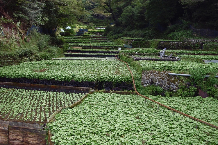 wasabi tarlası