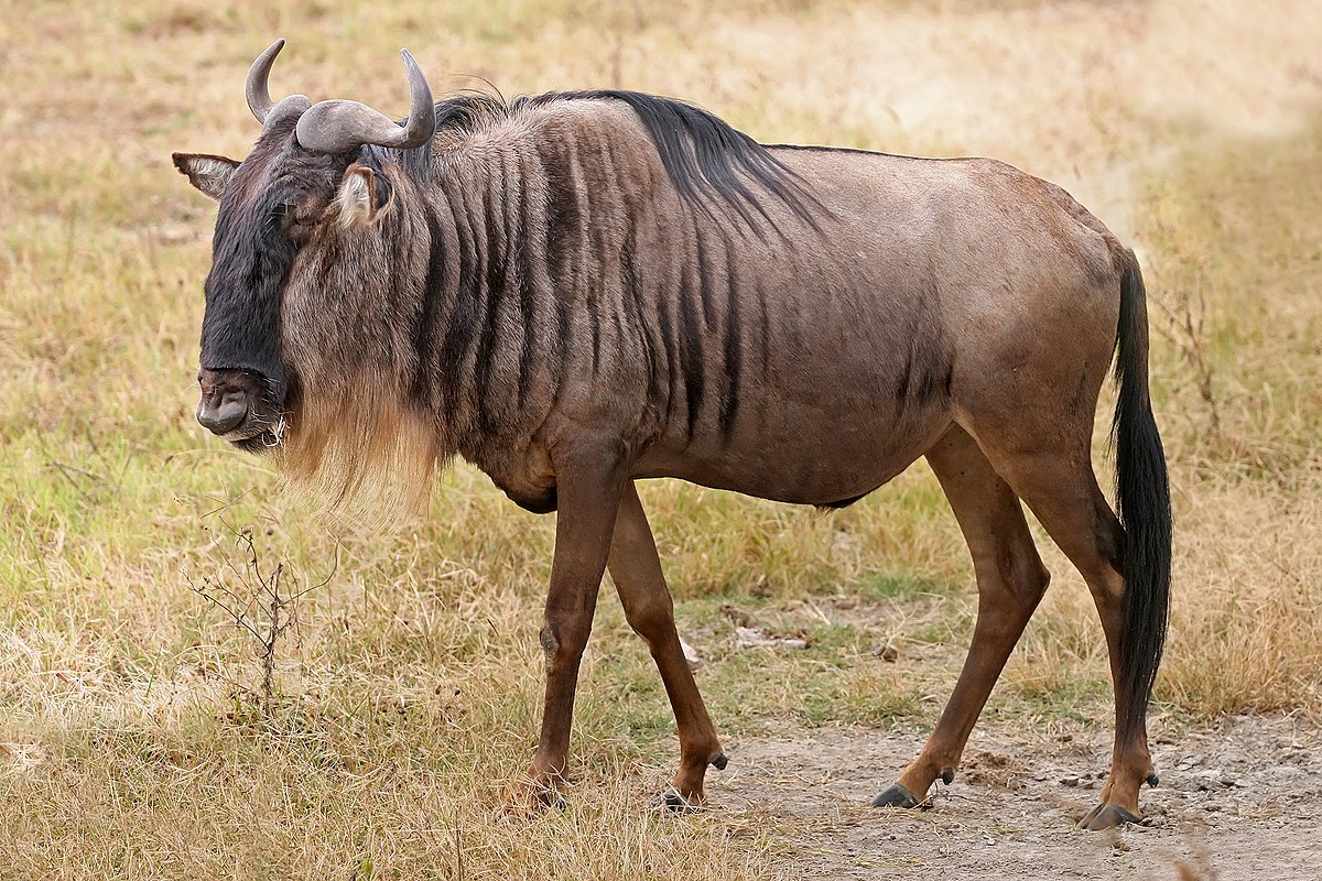 wildebeest