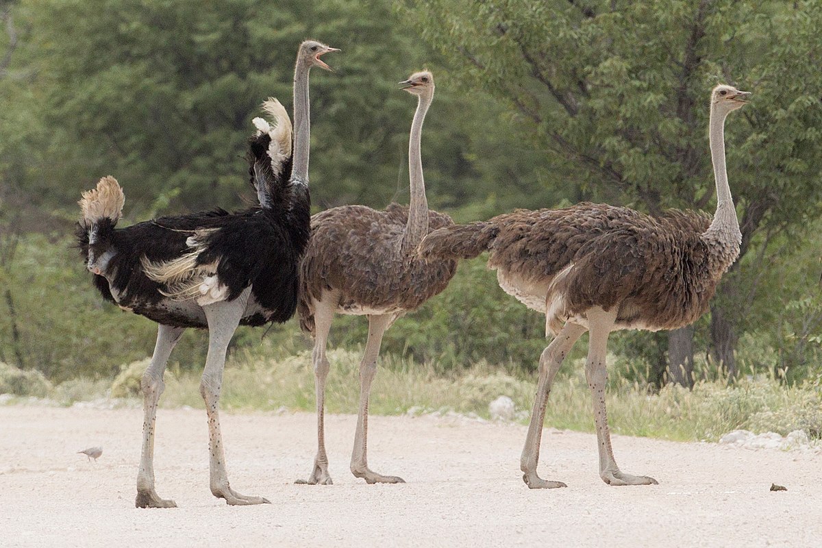 The ostrich is the fastest animals