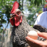 rooster egg