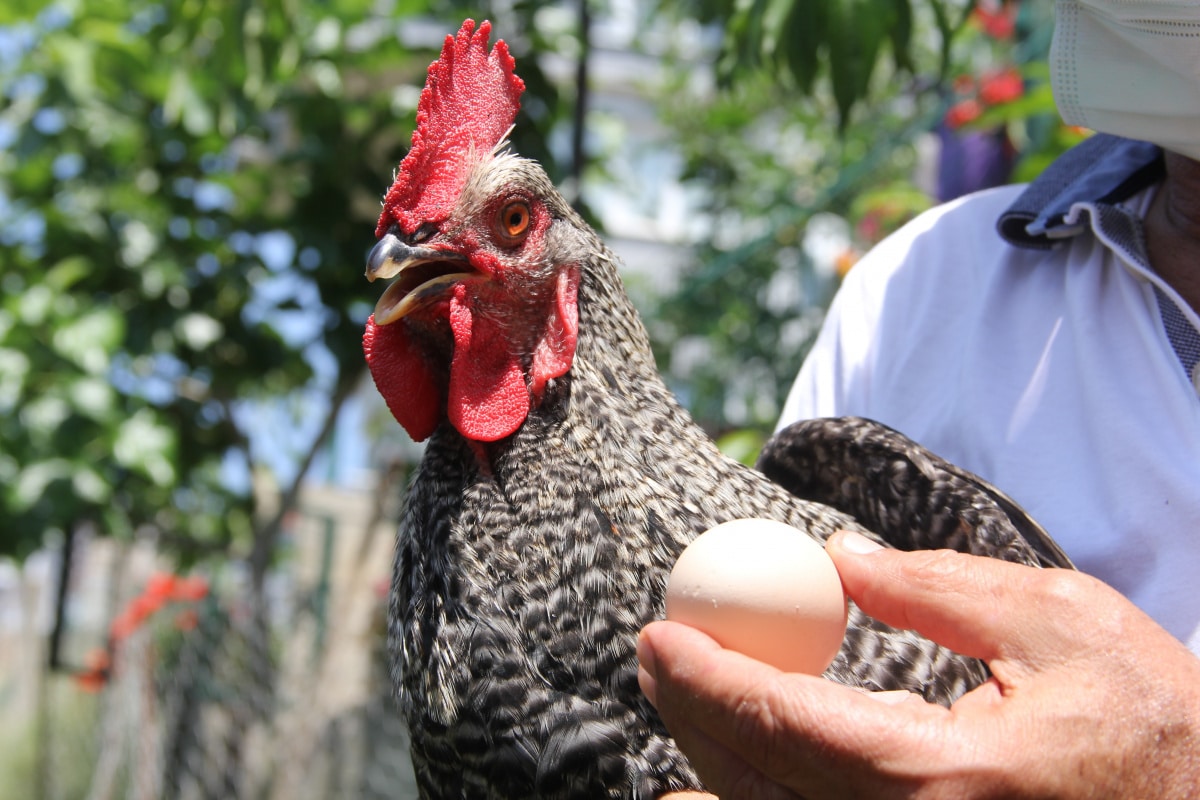 What is a Rooster Egg? Can Roosters Lay Eggs?