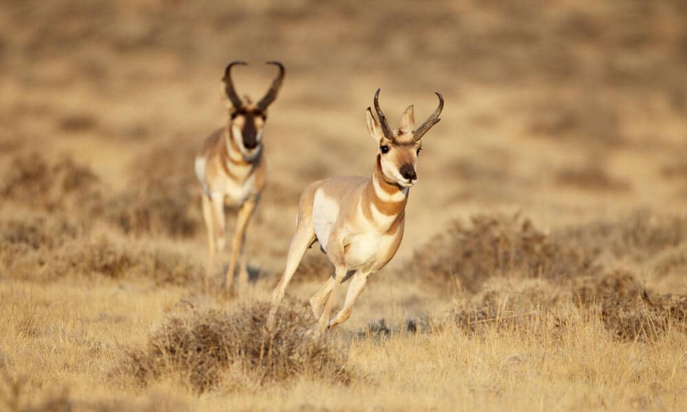 Pronghorn en hızlı hayvanlar