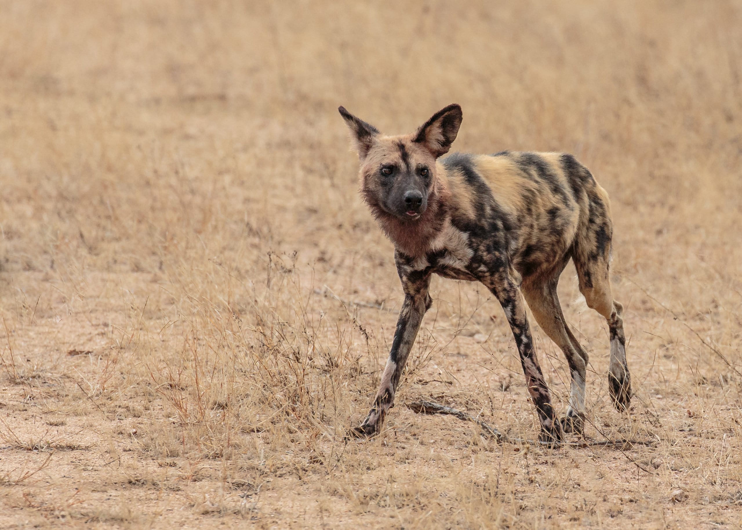 african wild dog