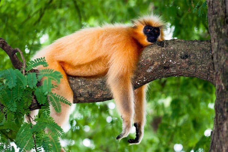 Altın Başlı Langur