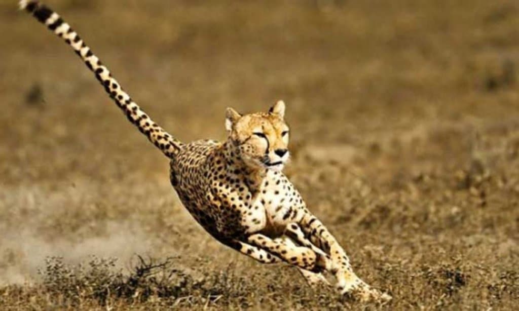 The Fastest Animals: The 10 Fastest Names of the Animal Kingdom - CEOtudent