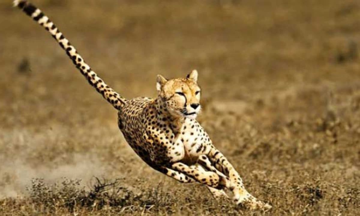fastest animals cheetah