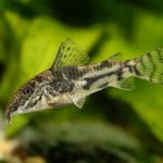 Corydoras