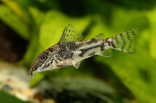Under What Conditions Do Scavenger Fish (Corydoras) Live?