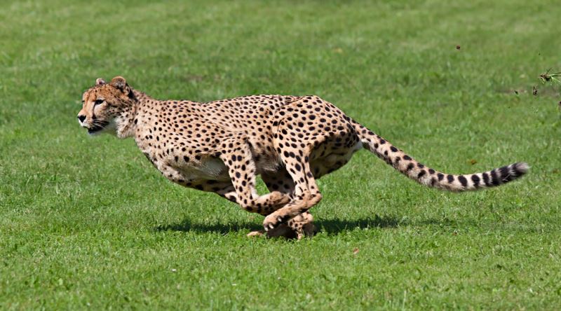 The Fastest Animals: The 10 Fastest Names of the Animal Kingdom - CEOtudent