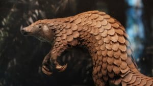 Pangolins: A Strange Mammal Known as the Anteater