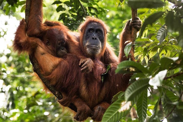 Sumatra Orangutanı
