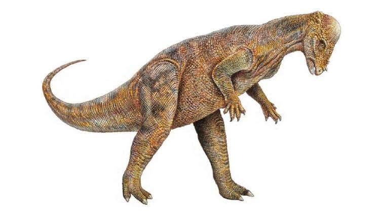 Pachycephalosaurus